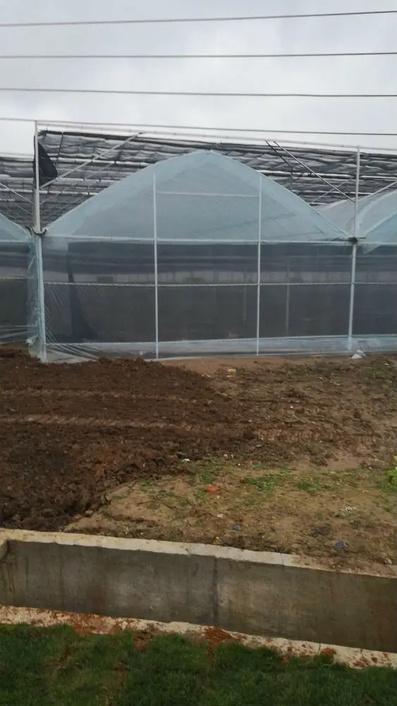 
low cost tomato greenhouse plastic film roll for agriculture 