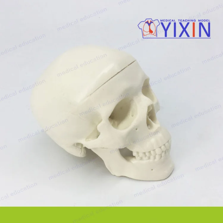 
Fine Skull Model Mini Art ExaminationTeaching Practice 