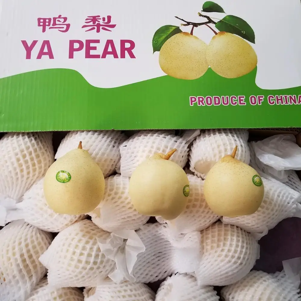 China Fresh pears fresh fruit Ya Pear