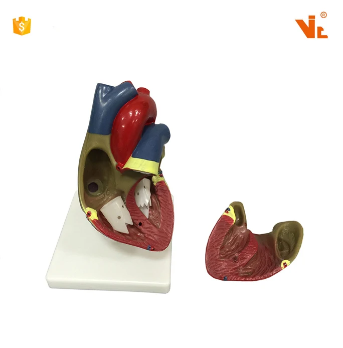 V-AM025 Natual Size Plastic  Human Heart Anatomical Model For Teaching