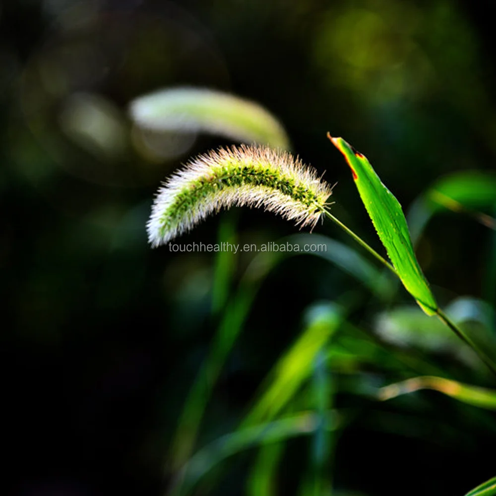 2021 Touchhealthy supply timothy grass used as lawn or turf grass seeds