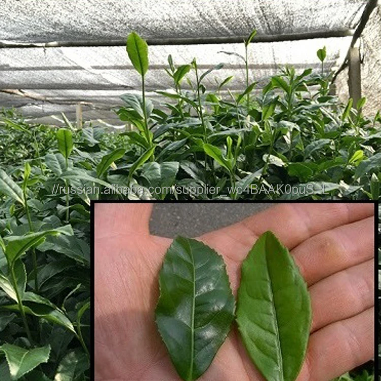 EU USDA Certified Pinnacle Japanese Ceremony Tin Packed Matcha