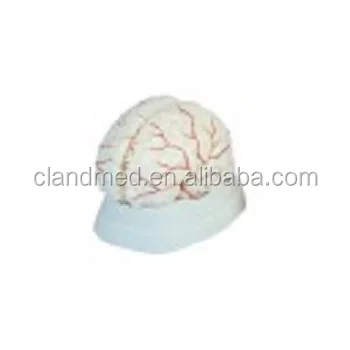 Medical Anatomy Brain Model 9-part with Arteries  with Cerebral Artery