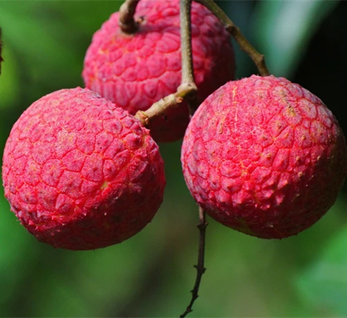 Canned lychee in syrup best selling products tin can for indonesia
