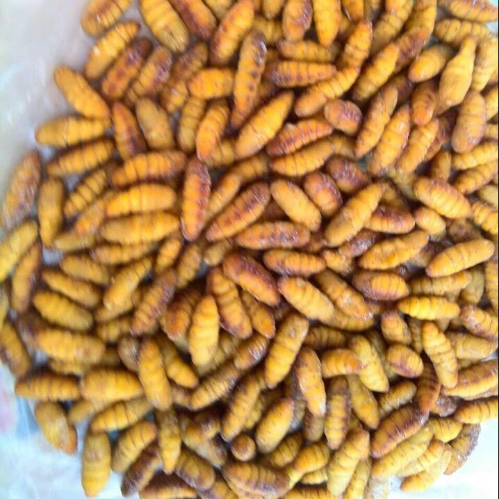 
Frozen IQF silkworm 