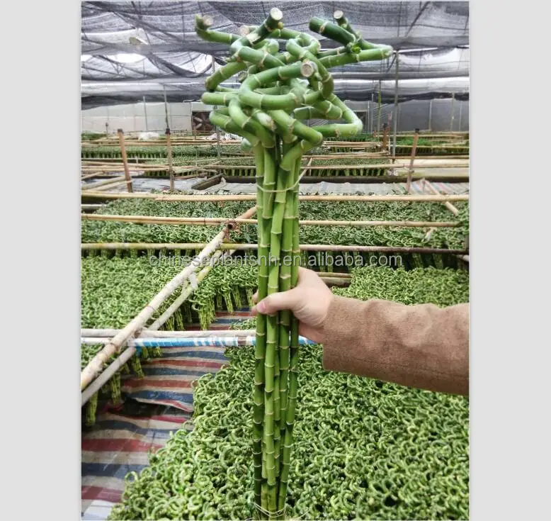 
spiral lucky bamboo, DRACAENA SANDERIANA, aquatic feng shui plants nursery garden decoration 