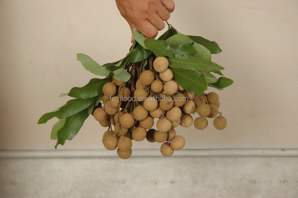 Orchard fresh longan