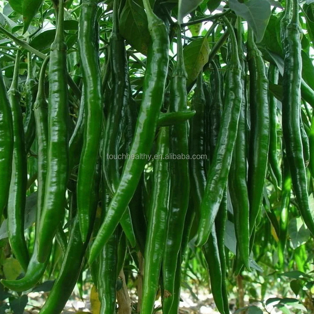 2021 Touchhealthy Поставка семян гибридного перца средней и ранней зрелости f1 для продажи