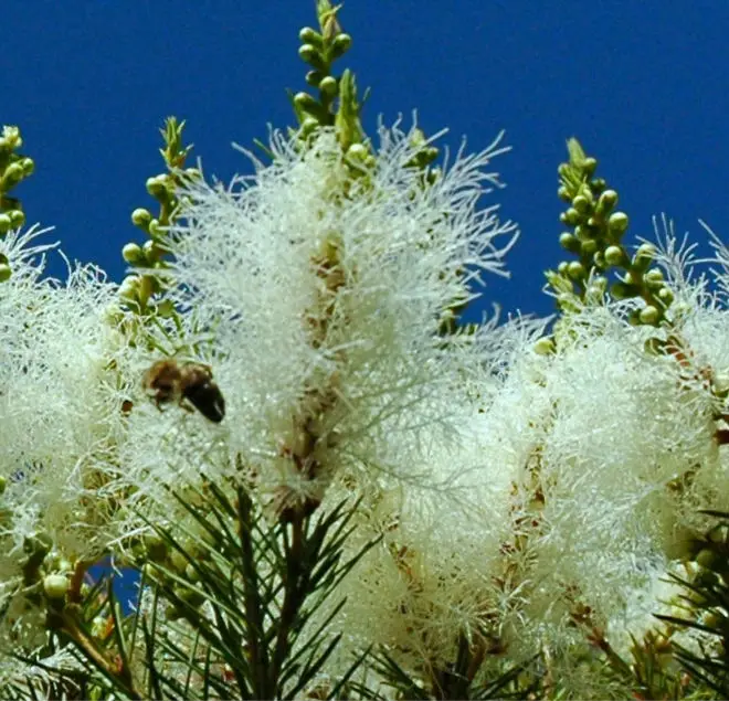 Indian Manufacturer Tea Tree oil For Face Treatment