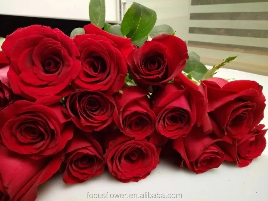 С конкурентоспособной ценой, бесплатная доставка, натуральные свежие резные цветы, резные розы Carola