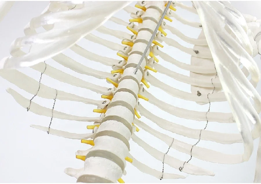 
Human Anatomy Skeleton Model Science Toy Human Skeleton Model 180cm 