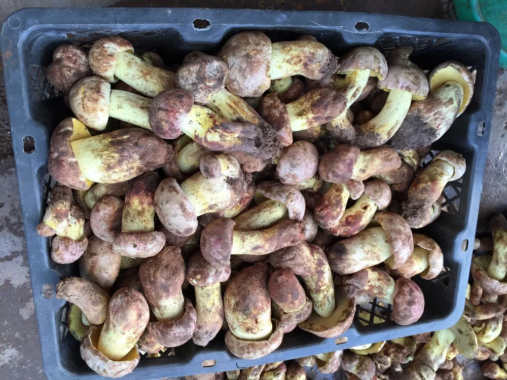 
Detan Wild Boletus Rare Edible Mushroom 
