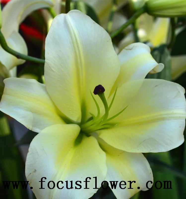 Ambient natural flowers real touch calla lily fresh touch and touch flowers yellow king plant prize supplies