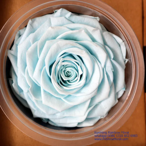 New Forever Rose Филиппины отправили все годы для местных