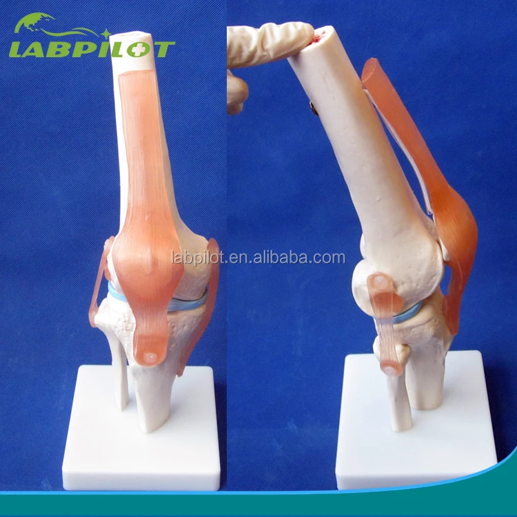 HOT life-size knee joint model, Anatomical knee joint bone model