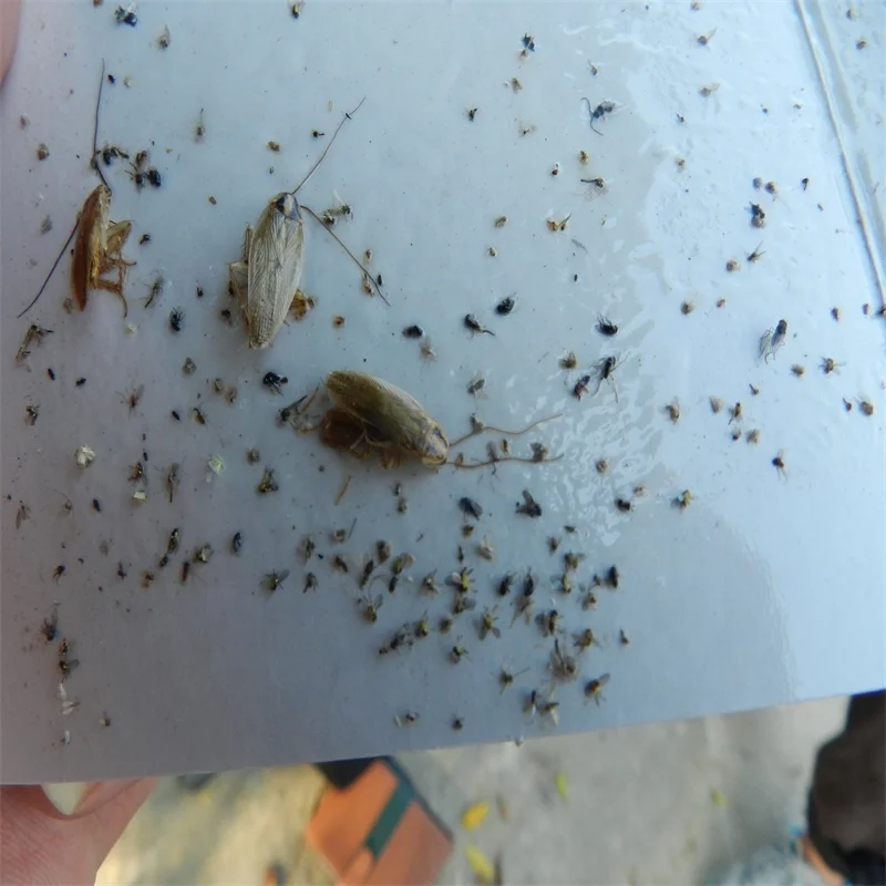 Приманка для защиты овощей Tuta absoluta Liriomyza bryoniae, приманка феромона для извлечения томатных листьев