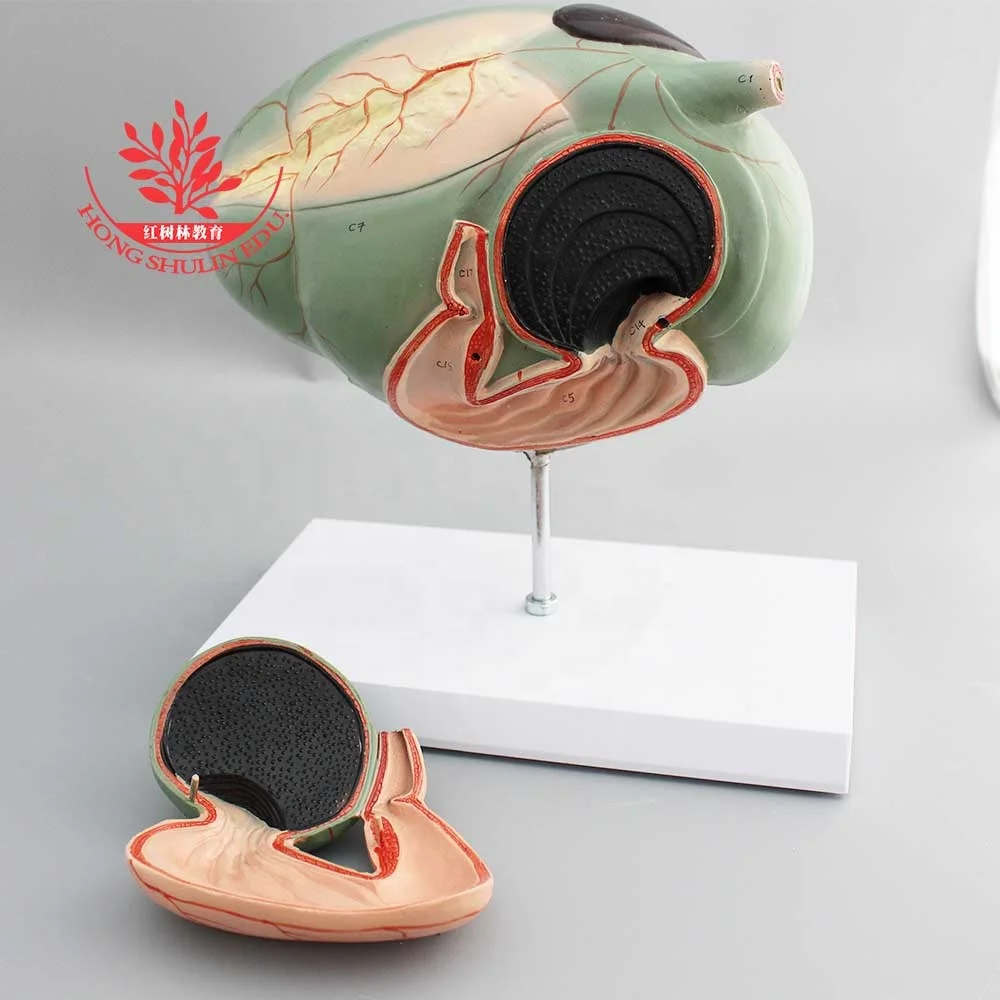 Anatomical model PVC Plastic Stomach Uterus Cow Medical Science Animal Models Medical Supplies