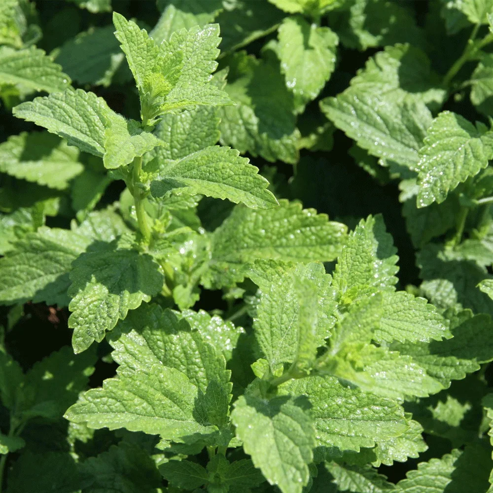 2021 семян Mentha spicata хорошего качества