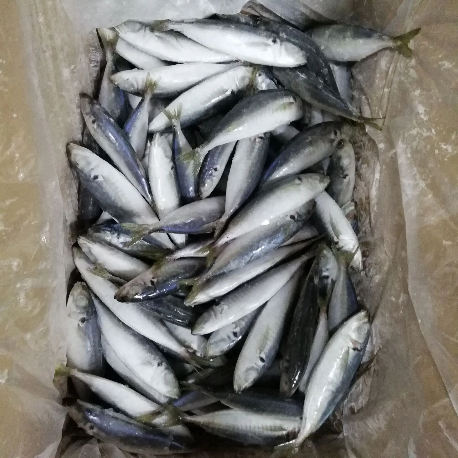 
Frozen Horse Mackerel Fish whole Round Big Eye Scad Jack Mackerel 