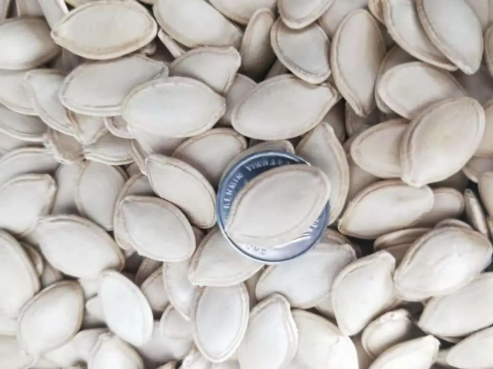 
Shine Skin ( lady nail ) Pumpkin Seeds cheap price 