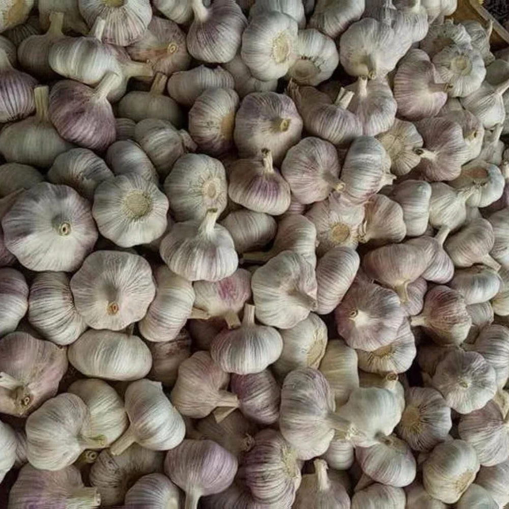 
2018 new harvest garlic 