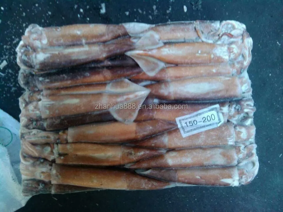 Argentina Squid For Tuna Bait Squid Raw Material