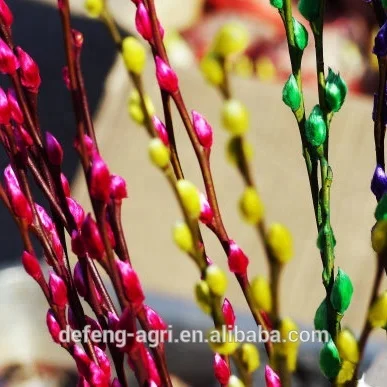 supply different types of fresh cut flowers pussy willow branches