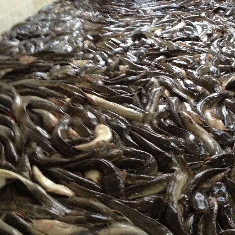
catfish frozen fish exporting factory 