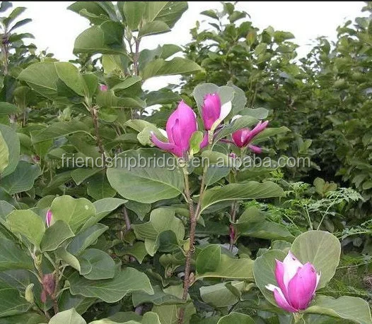 
The Landscape tree Michelia figo seedling 