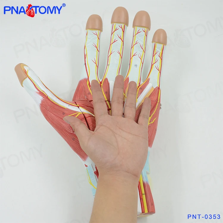 PNT-0342 enlarged human hand muscle anatomical model blood vessel and nerves