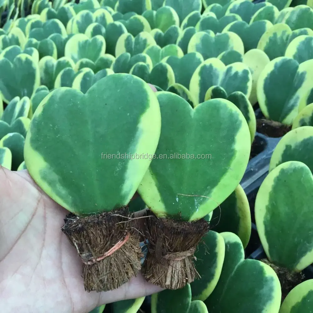 
 Gree and golden Hoya cordata  