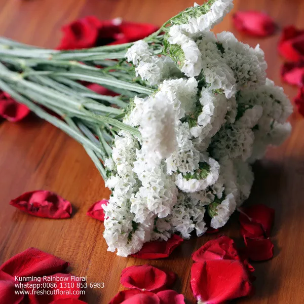 Романтическая вечная песня росемонда из цветочных полей для церкви