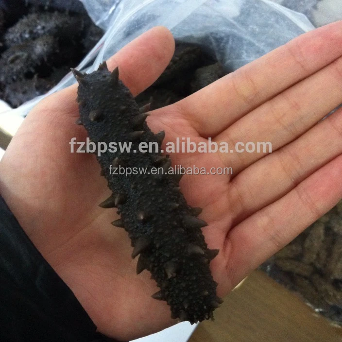 Морской огурец по цене stiweus, колючий/spiky/spiny / thorny Sea slug,