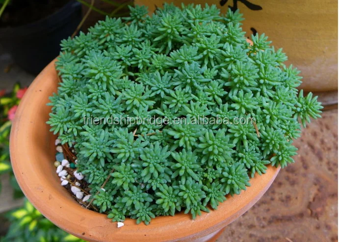 Wholesale nature plant Sedum hispanicum succulent bonsai