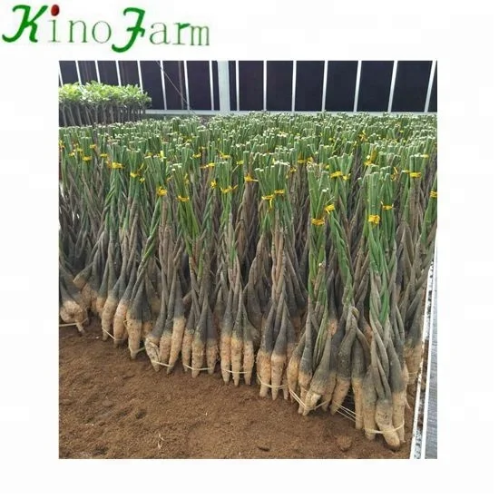 Bare Root Money Tree Plants