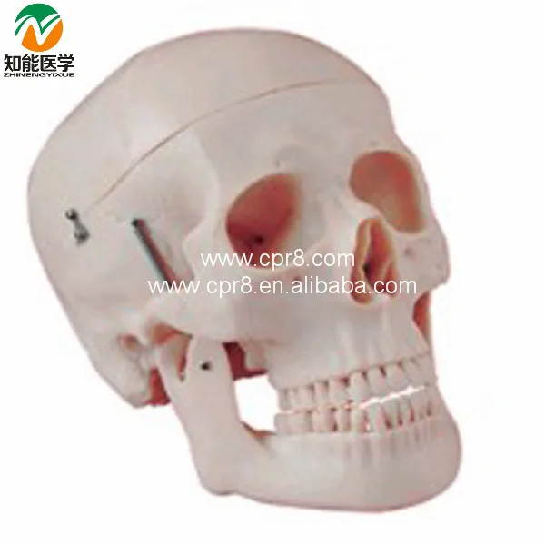 BIX-A1010 Life-Size Plastic Skull Model