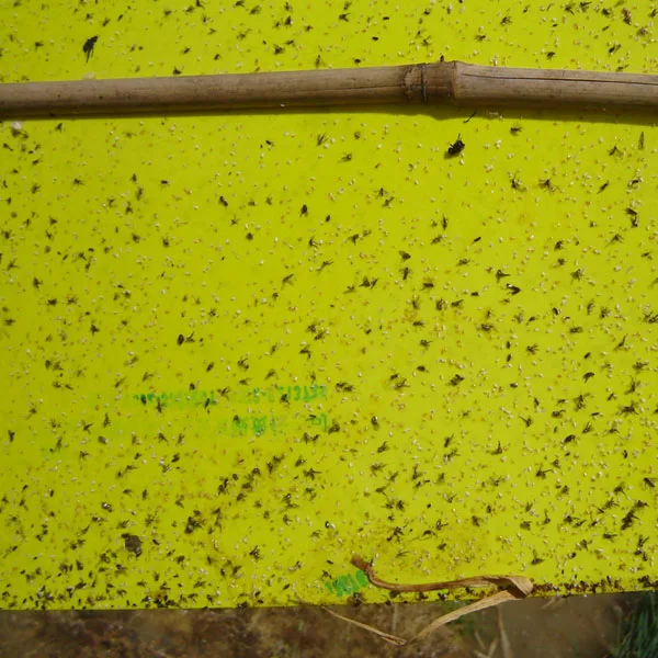 Whitefly pheromone lure, Trialeurodes Vaporariorum insect pest pheromone