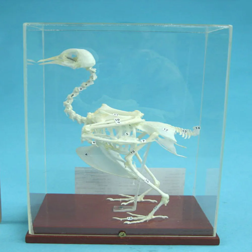 New High Quality Cheap Price Preserved Anatomical Pigeon Skeleton Model