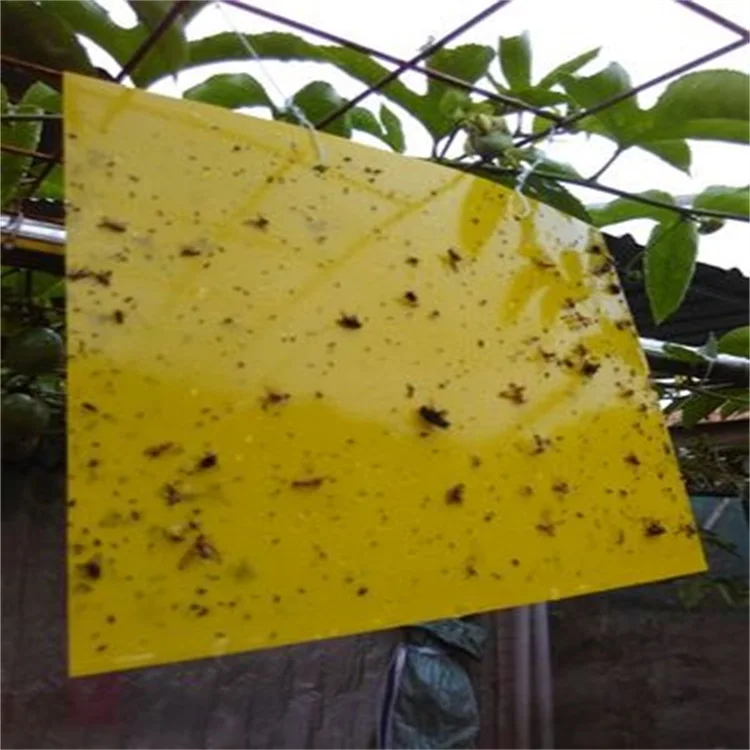 Insect Yellow Blue sticky cards glue traps 20*25cm two sided glues and releasing films to control moth flies aphids Thrips