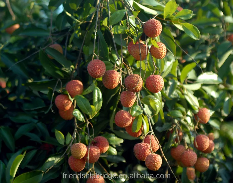 Дерево личи рассада, Litchi chinensis Sonn