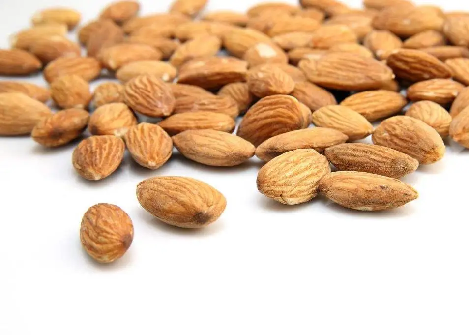 Edible raw natural kernels meat Dried Prunus armeniaca seeds for food