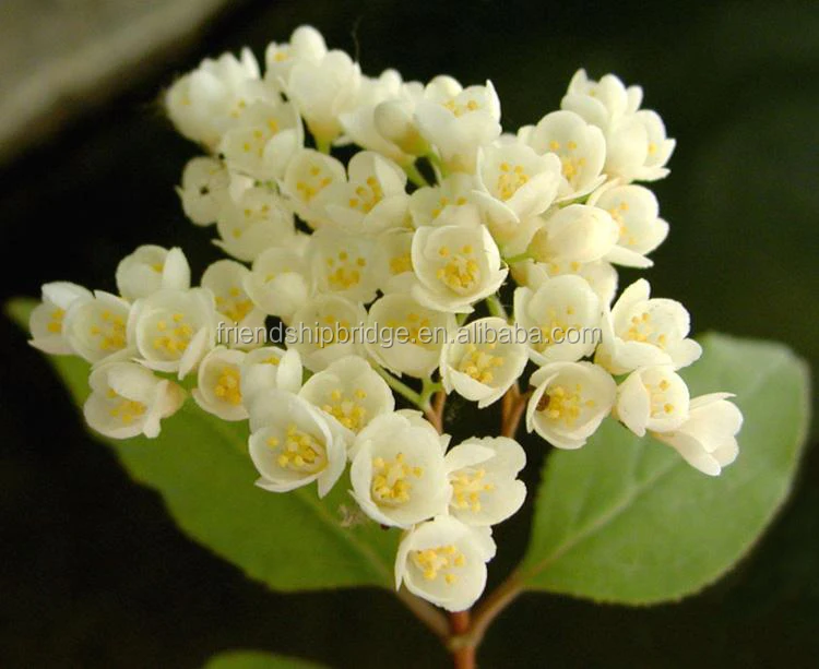 
The landscape tree Deutzia scabra seedling 