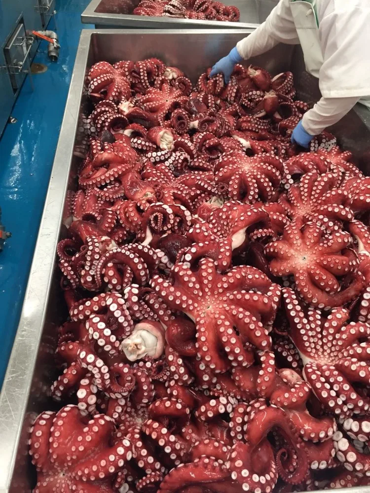 China Manufacturer Frozen Seasoned Cut Baby Octopus
