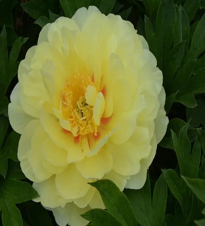 Декоративные растения, смешанные цвета, семена пиона для посева