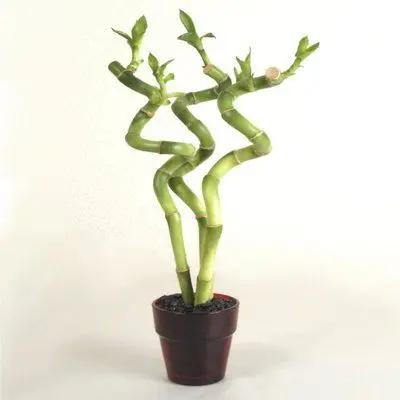
Wholesale decoration plants cactus succulent spiral lucky bamboo on sale 