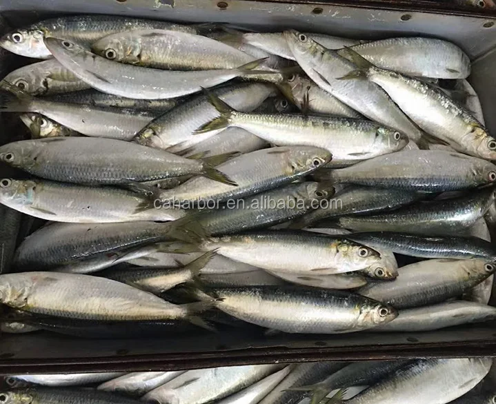 Frozen sardine sardinella longiceps for bait fish