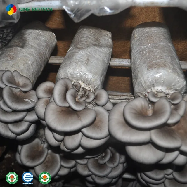 
frozen oyster mushroom spawn Pleurotus ostreatus strain 