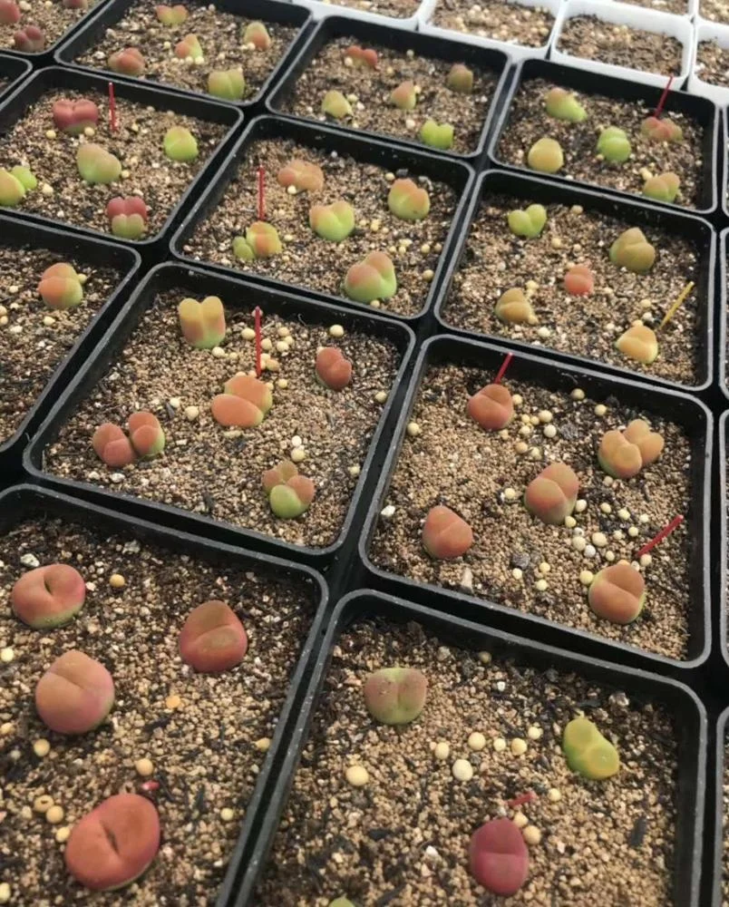 
Wholesale Succulent Plants Conophytum maughanii with LOW PRICE 