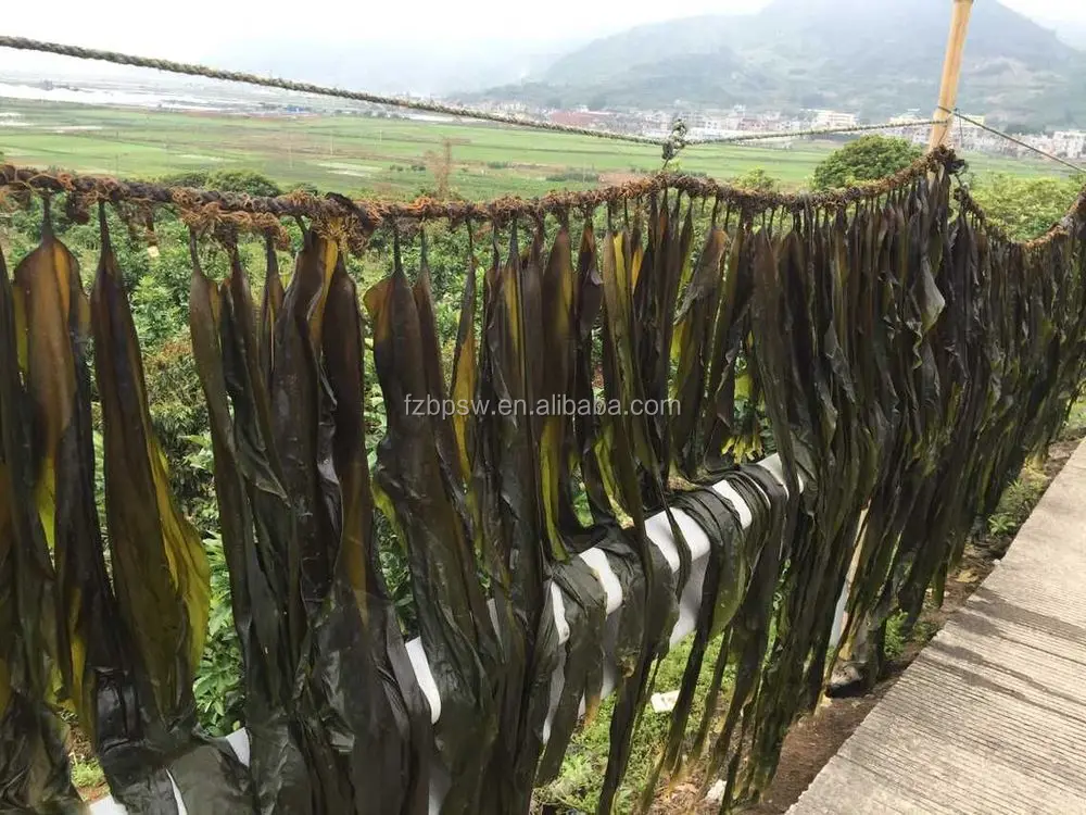 High Quality Natural Dried Brown Algae Kelp Meal Feed Grade for Sale