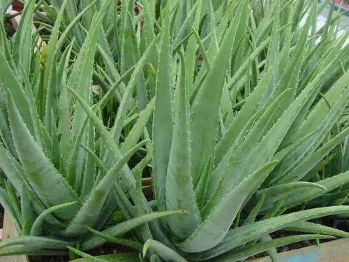 
Natural aloe vera extract barbaloin/Aloin from ISO certified manufacture 